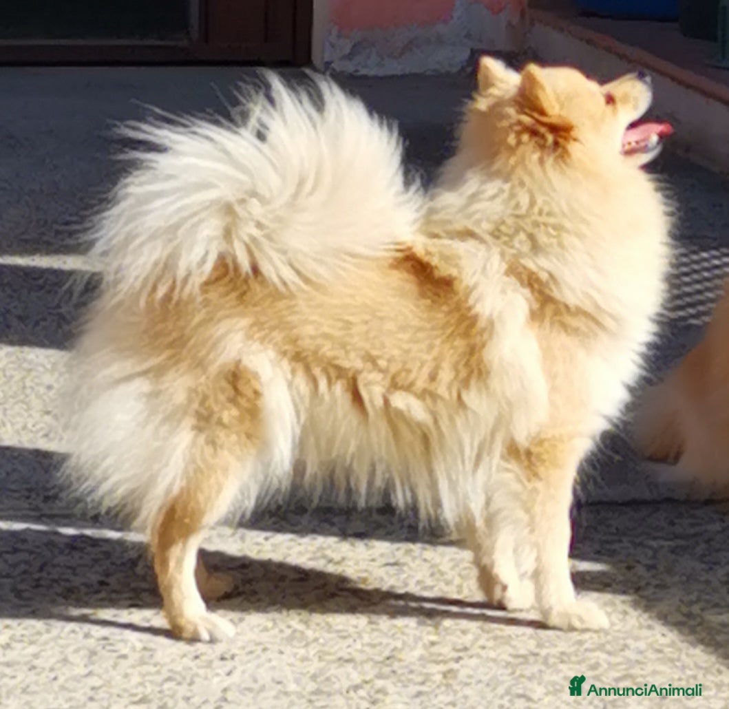 Spitz cani Cucciolo spitz tedesco piccolo ( kleinspitz ) - Annuncio 1