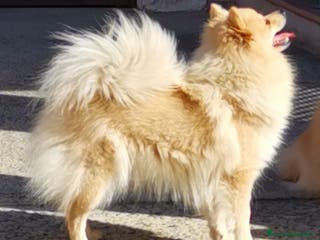 Spitz cani Cucciolo spitz tedesco piccolo ( kleinspitz ) - Annuncio 2