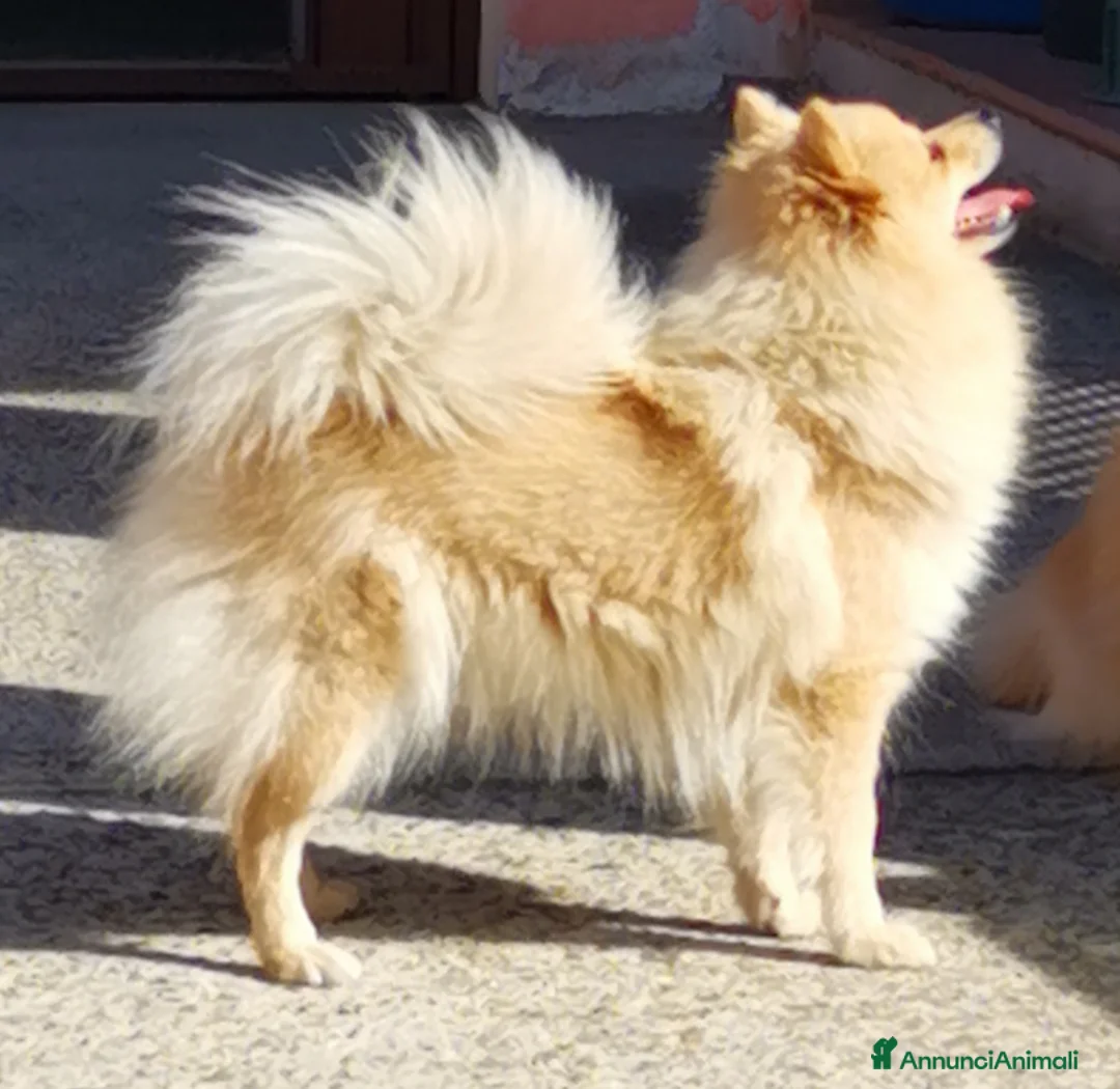 Spitz cani in vendita: Cucciolo spitz tedesco piccolo ( kleinspitz ) - Annuncio 1
