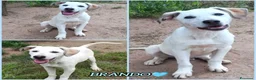 Meticcio cani in regalo: BRANDO CUCCIOLO MIX LABRADORINO a Città Metropolitana di Bologna - Annuncio 2
