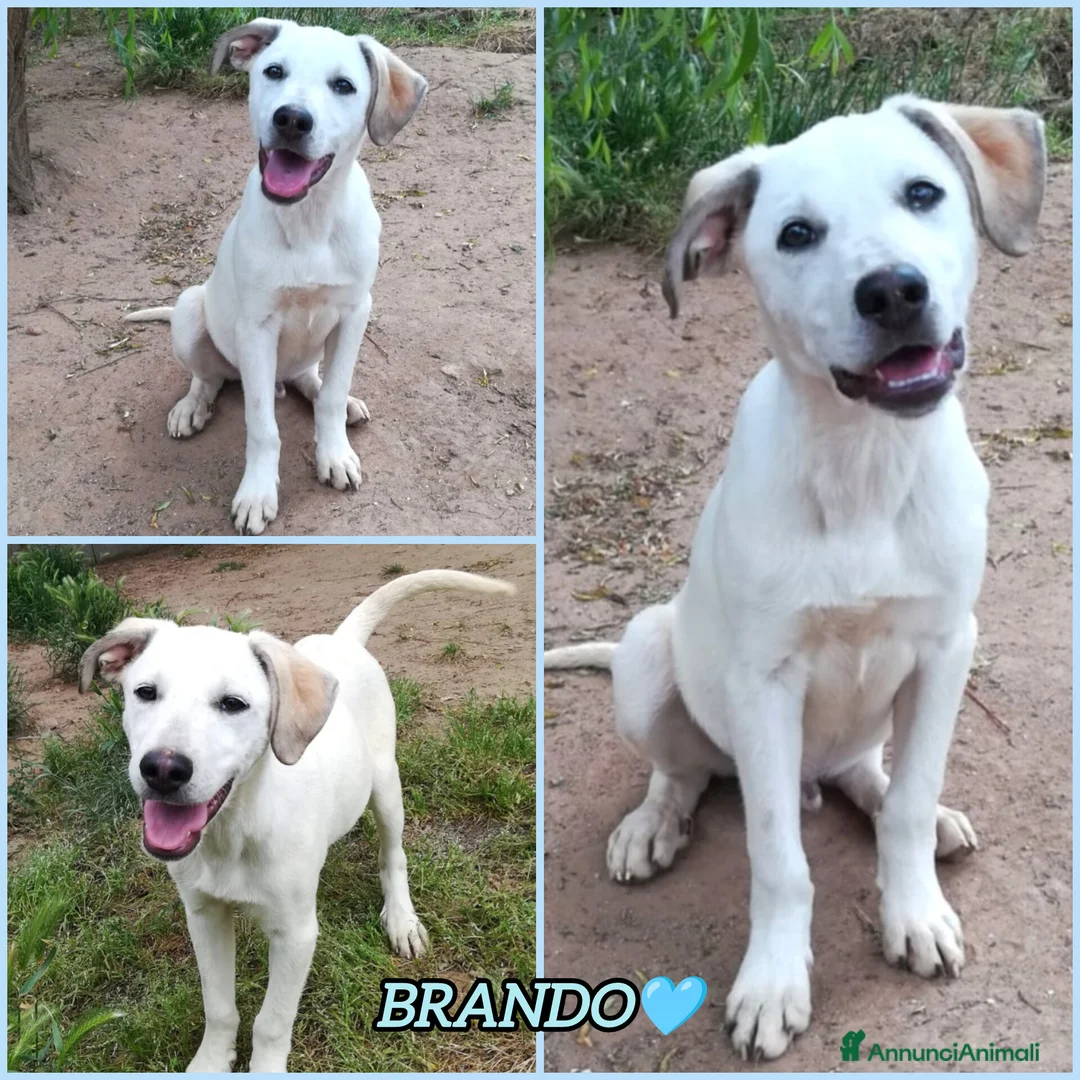 Meticcio cani in regalo: BRANDO CUCCIOLO MIX LABRADORINO a Città Metropolitana di Bologna - Annuncio 2