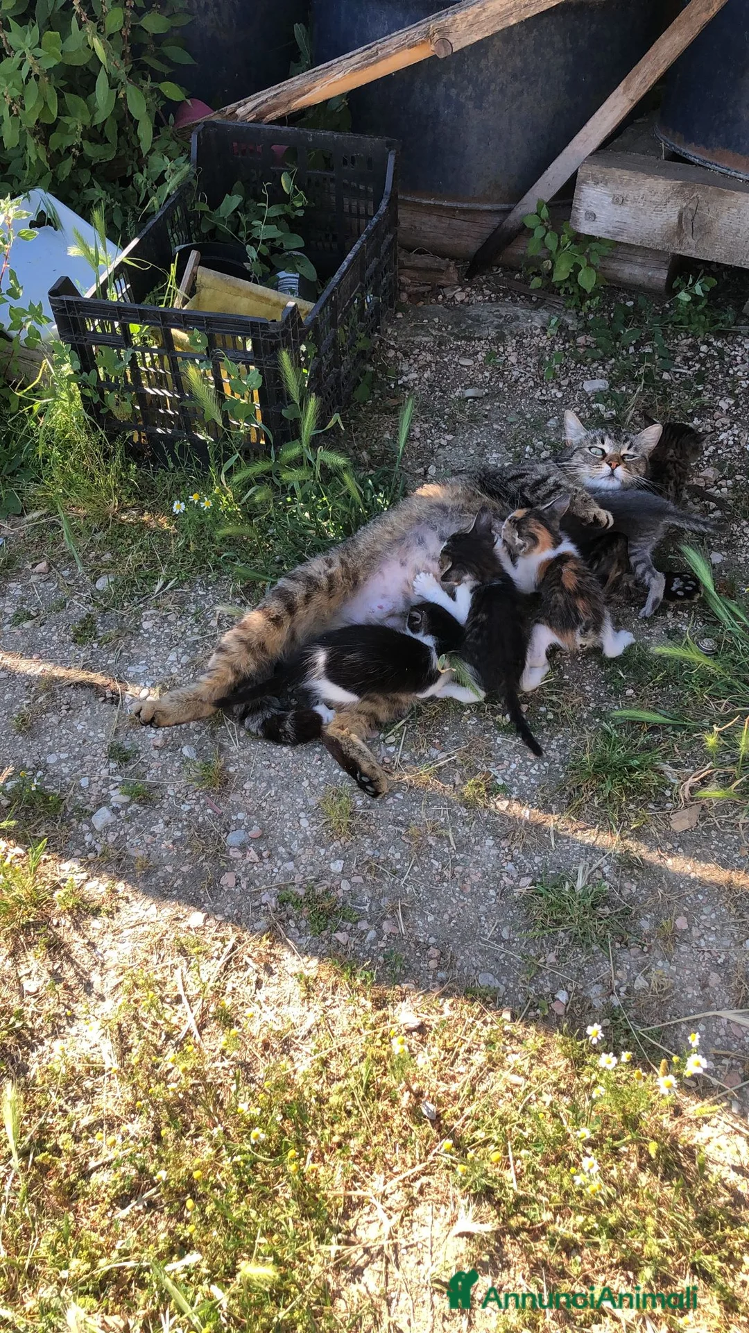 Europeo gatti in regalo: Regalo gattini carinissimi - Annuncio 2