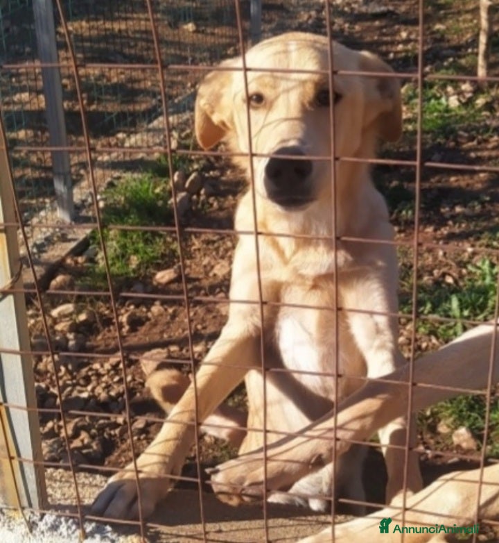 Meticcio cani Speck 10/11mesi zero richieste finito in box.SUD a Città metropolitana di Milano - Annuncio 2