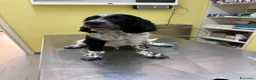 Altre razze gatti in vendita: Cuccioli SETTER INGLESE  - Annuncio 1