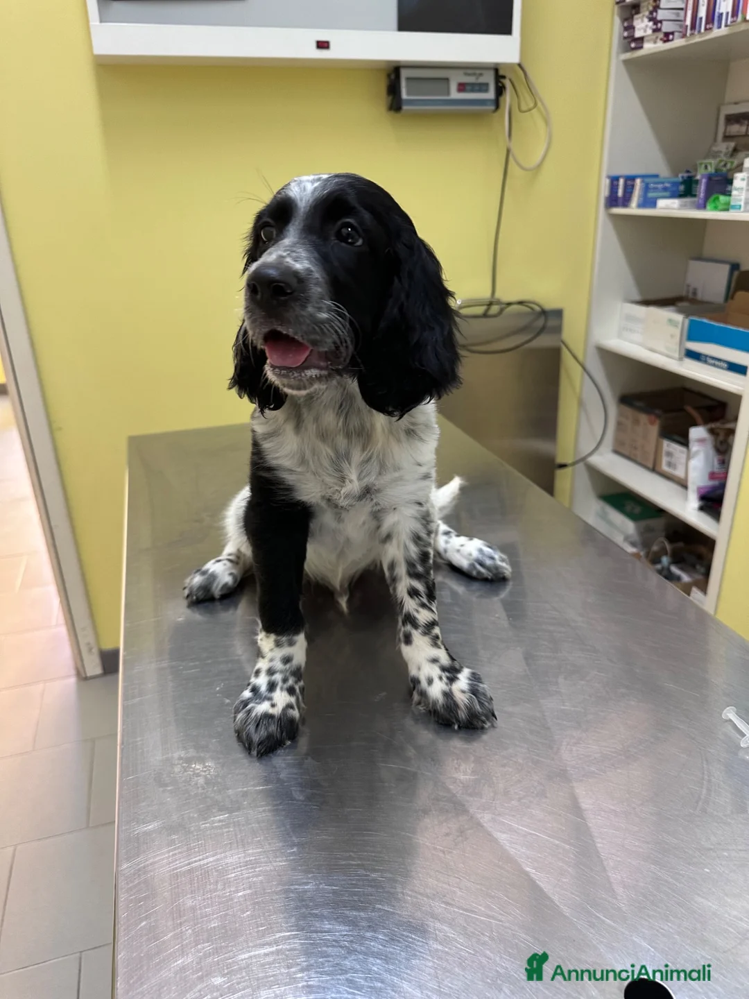 Altre razze gatti in vendita: Cuccioli SETTER INGLESE  - Annuncio 1