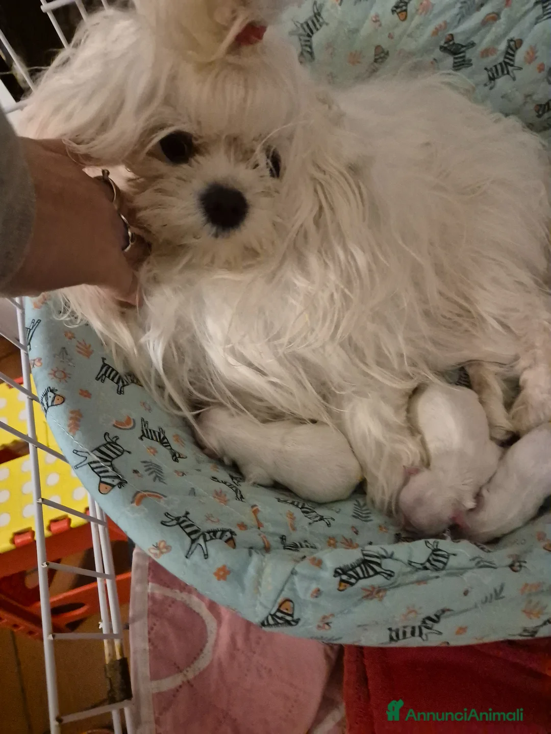 Maltese cani in vendita: Mini maltese  - Annuncio 4