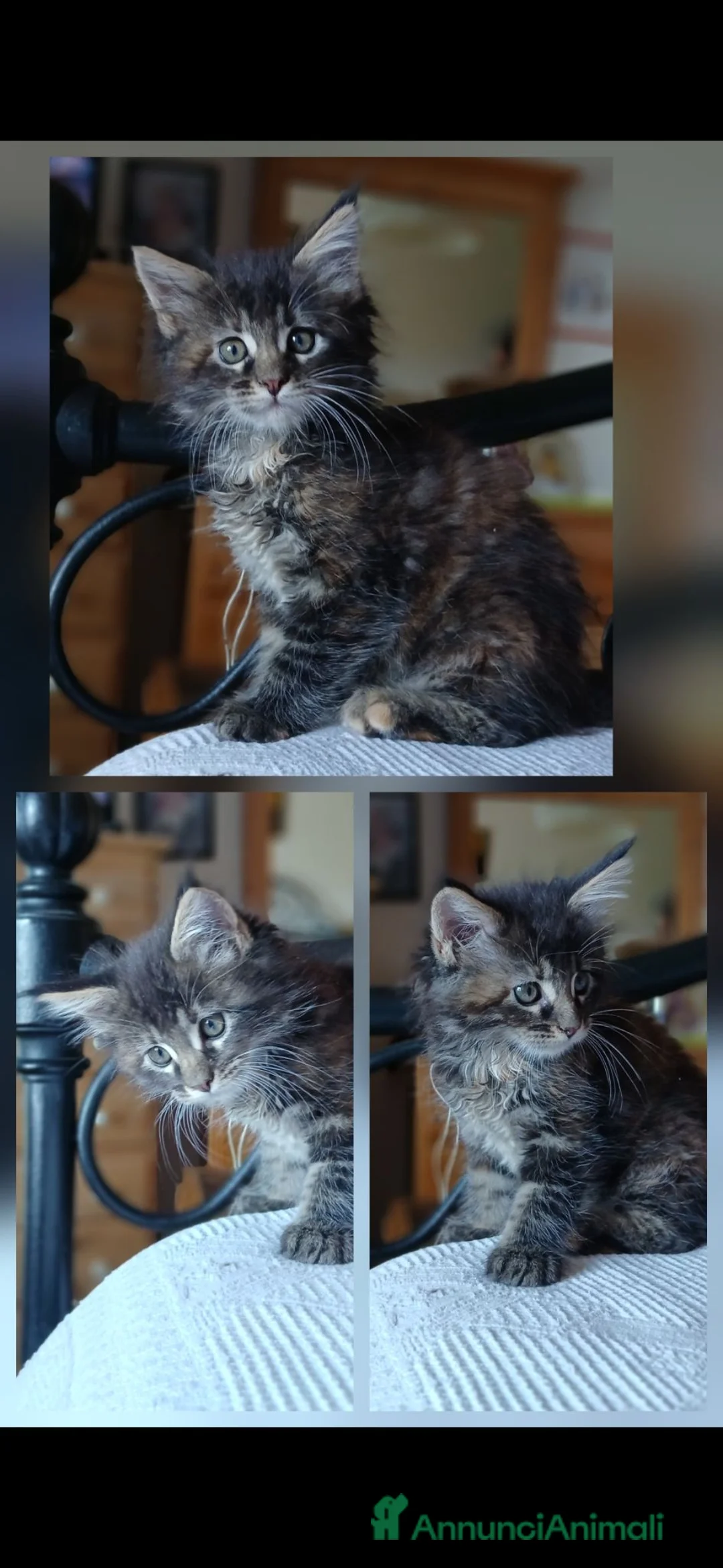 Maine Coon gatti in vendita: Ultima cucciola di Maine coon - Annuncio 1