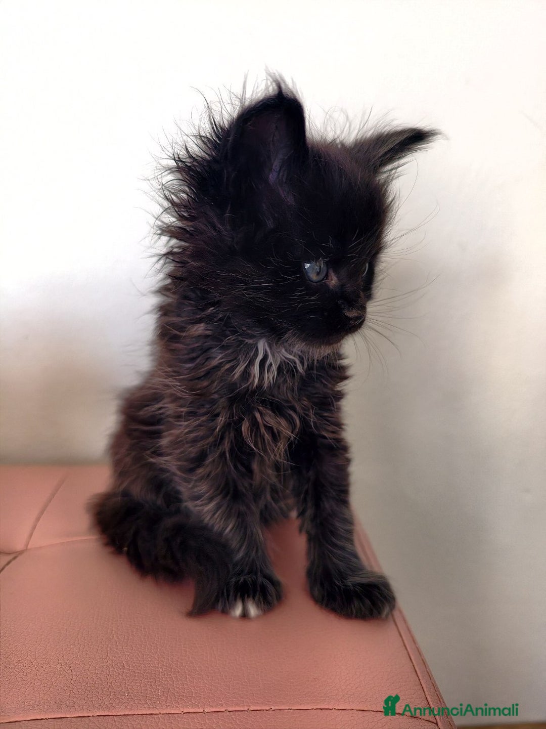 Maine Coon gatti in vendita: Cucciolo Maine coon nero  - Annuncio 7