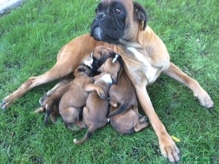 Boxer cani Boxer cuccioli disponibili - Annuncio 35