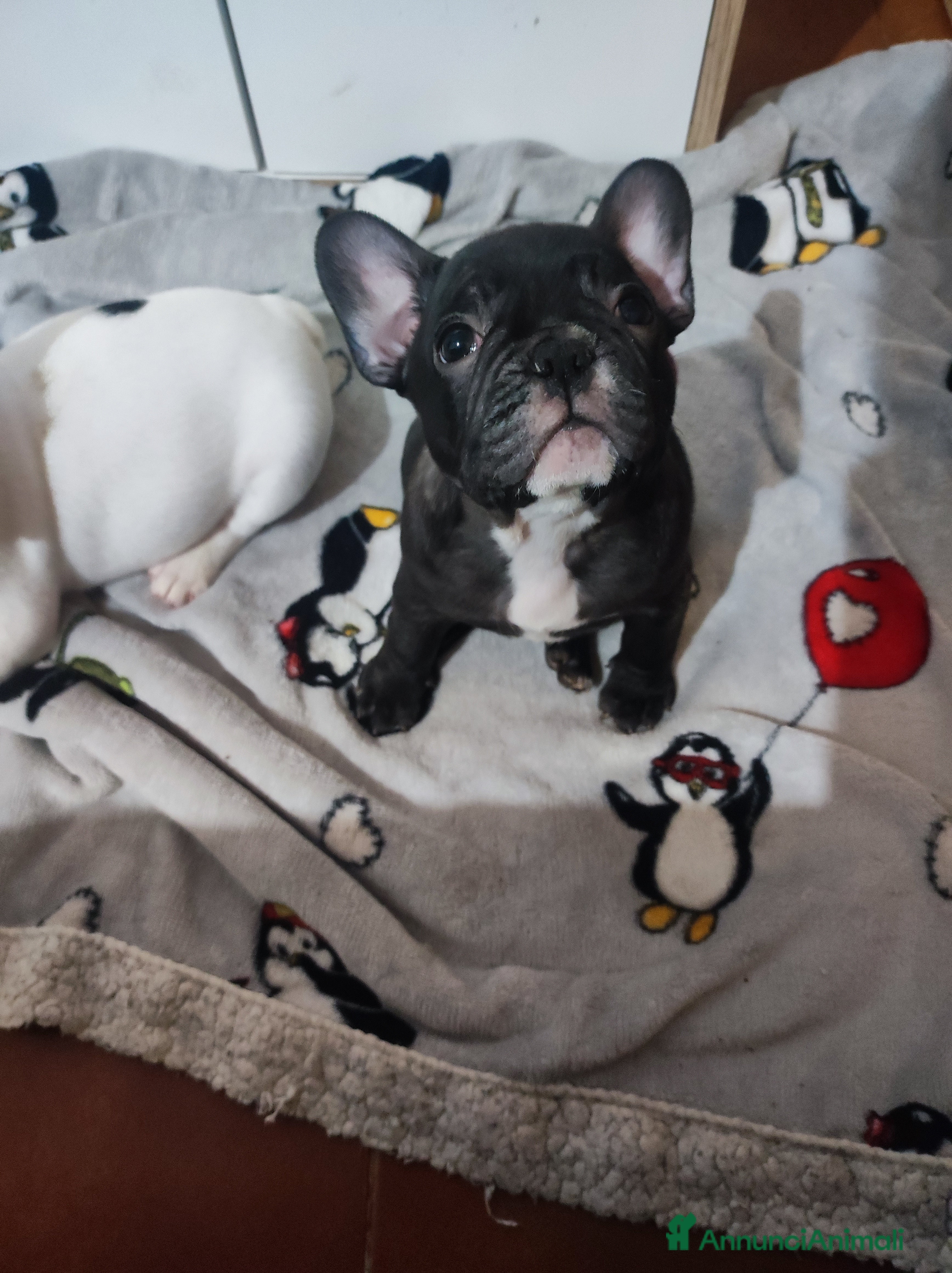 Bulldog Francese cani Cuccioli di bulldog francese  - Annuncio 1