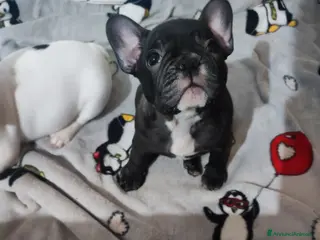 Bulldog Francese cani Cuccioli di bulldog francese - Annuncio 5
