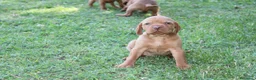Bracco cani in vendita: Cuccioli di bracco ungherese con pedigree di20 - Annuncio 2