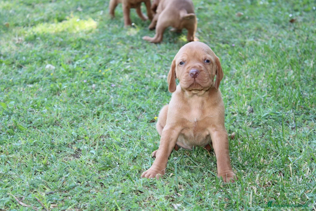 Bracco cani in vendita: Cuccioli di bracco ungherese con pedigree di20 - Annuncio 2