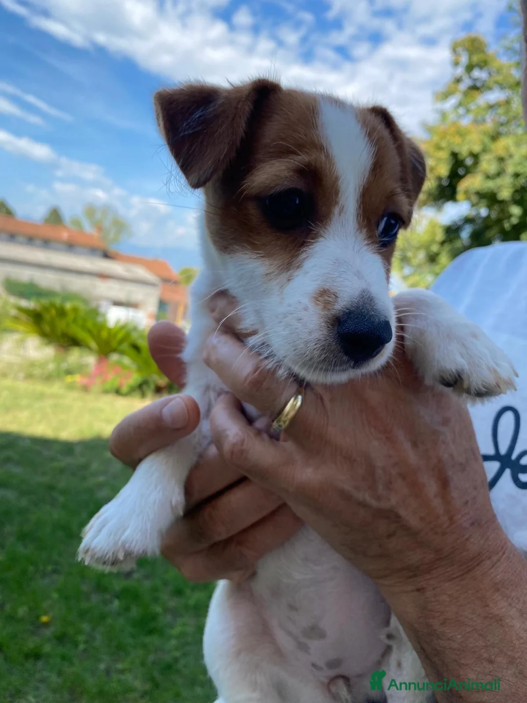 Jack Russell cani in vendita: Jack Russell  a Provincia di Vicenza - Annuncio 9