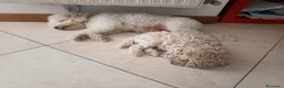 Barboncino cani in vendita: Barboncino - Annuncio 6