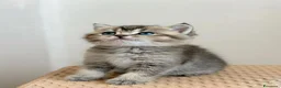 British gatti in vendita: Splendidi cuccioli di british shorthair  - Annuncio 2