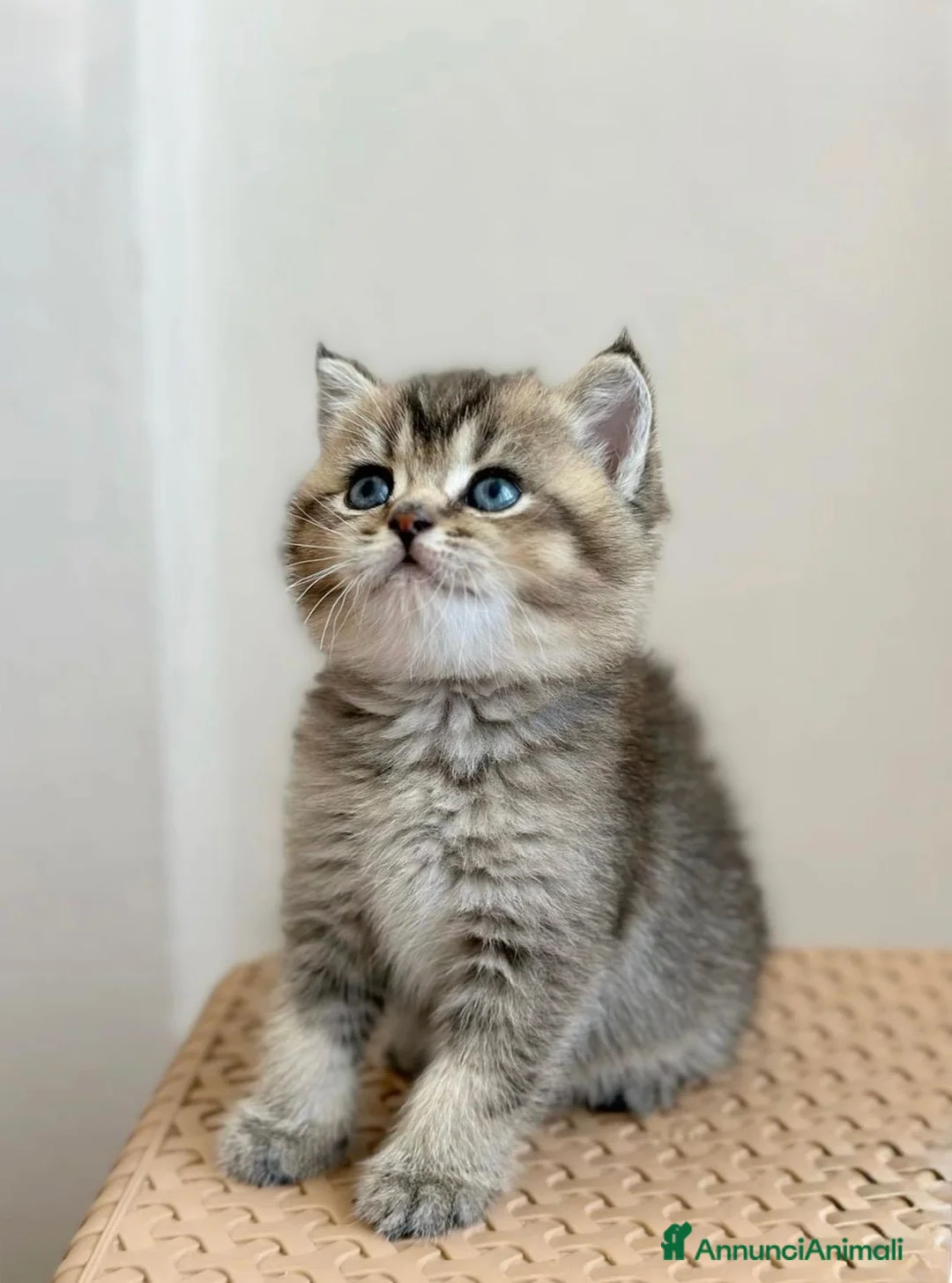 British gatti in vendita: Splendidi cuccioli di british shorthair  - Annuncio 2
