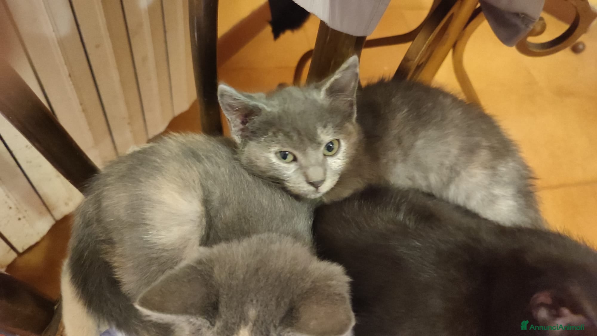 gattini in regalo a novara