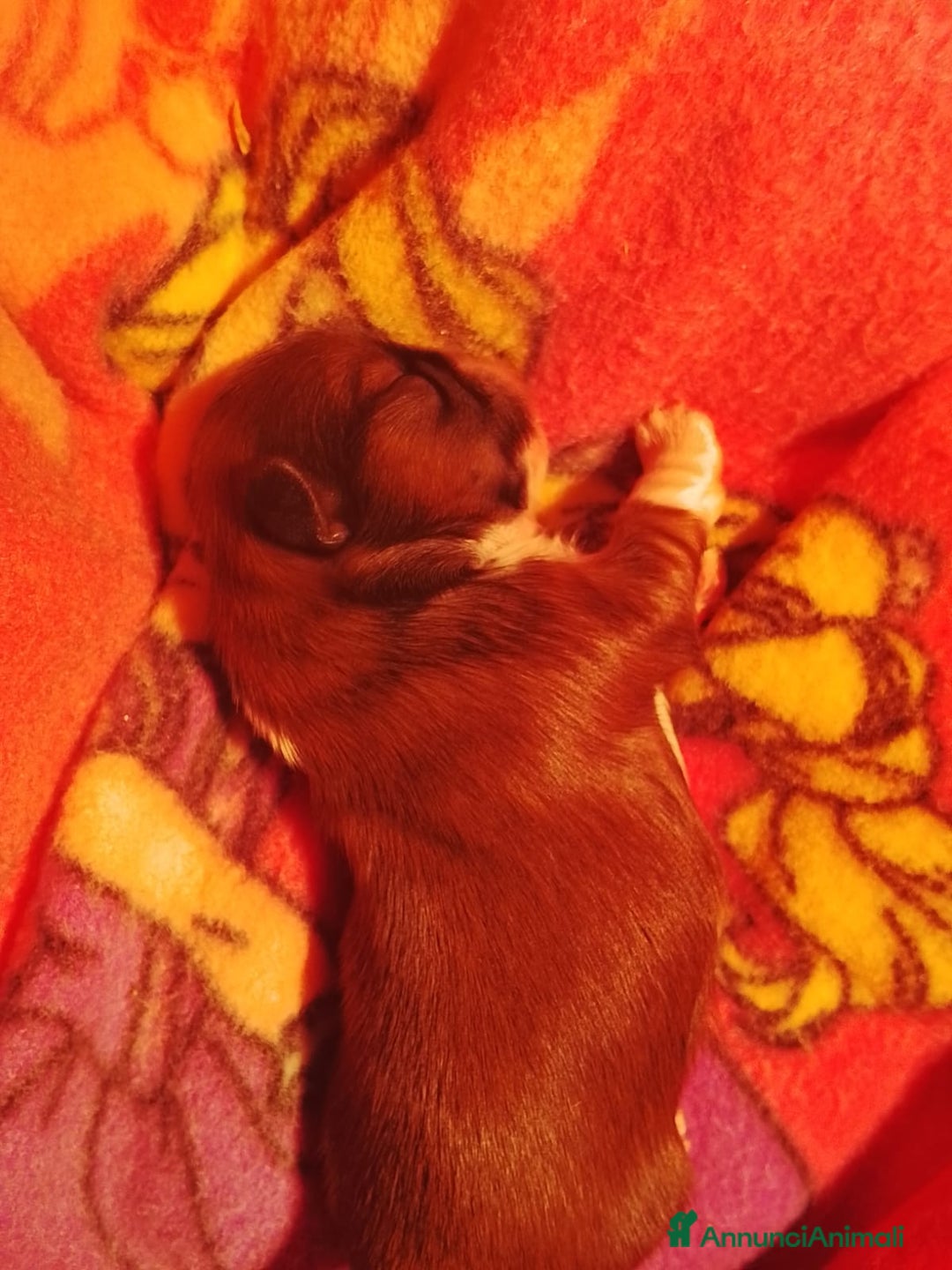 Shih Tzu cani in vendita: Splendidi cuccioli di Shitzu  - Annuncio 5