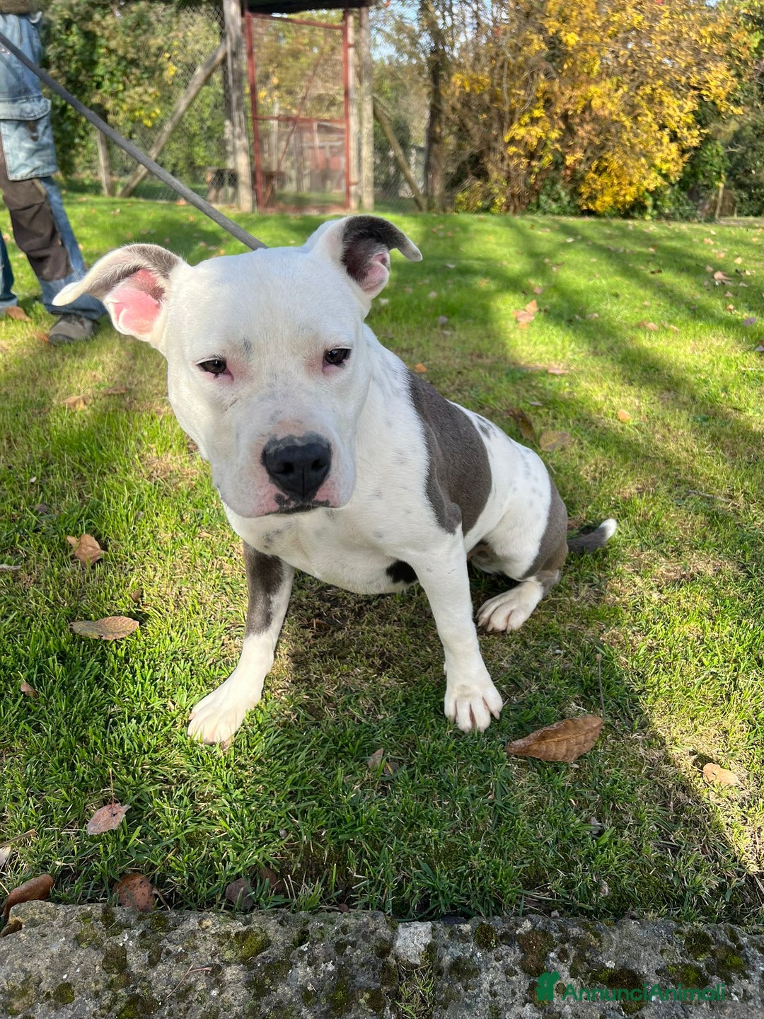 American Staffordshire cani in regalo: FENDI MERAVIGLIOSA CREATURA CHIEDE IL TUO AMORE - Annuncio 2