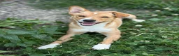 Meticcio cani in regalo: NOVA, cucciola allegrissima! TG PICCOLA - Annuncio 6