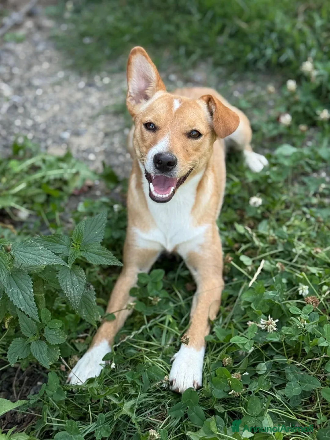 Meticcio cani in regalo: NOVA, cucciola allegrissima! TG PICCOLA - Annuncio 6
