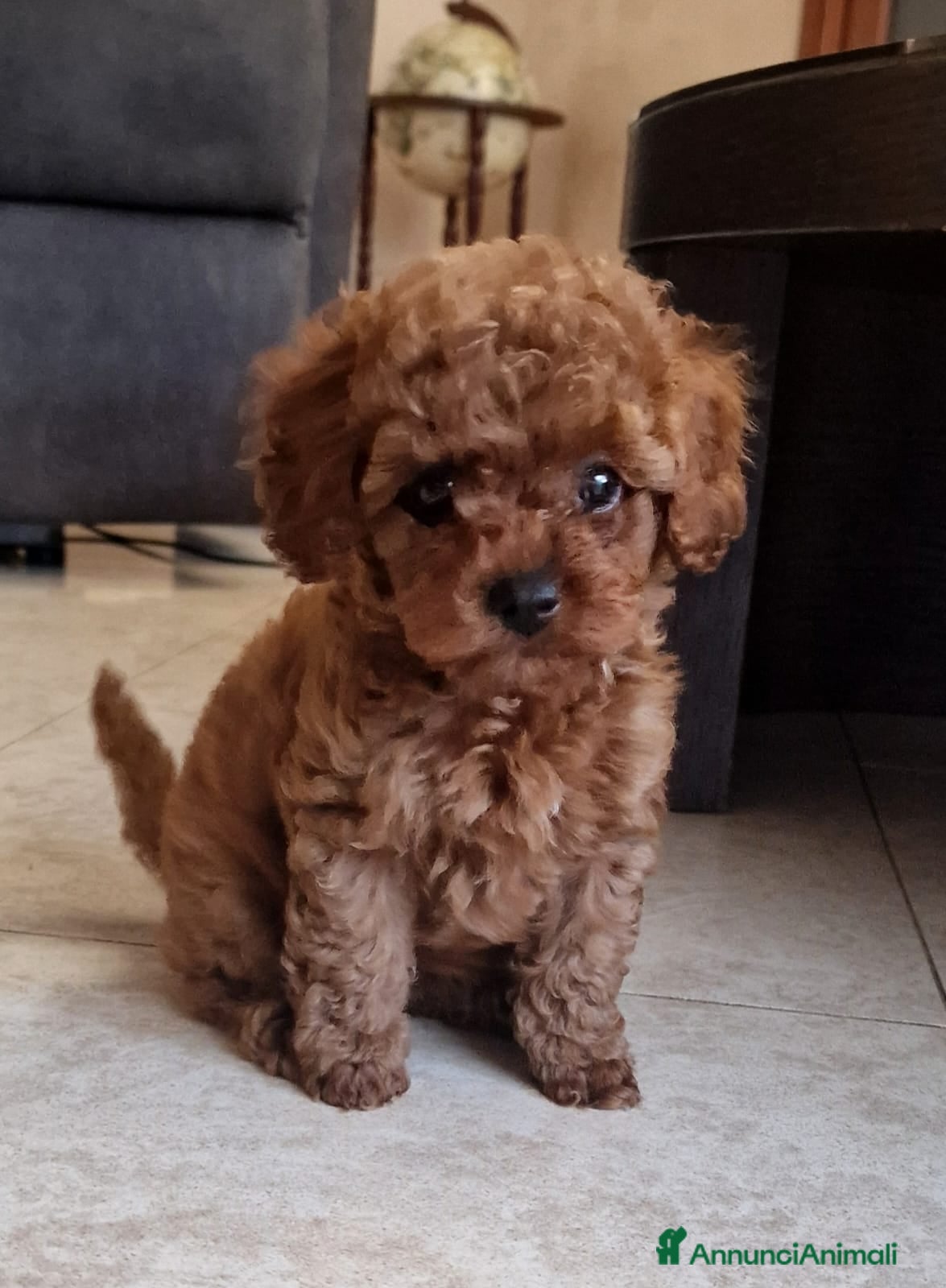 Barboncino Toy cani in vendita: Barboncino mini toy e Teacup Red brown  - Annuncio 14