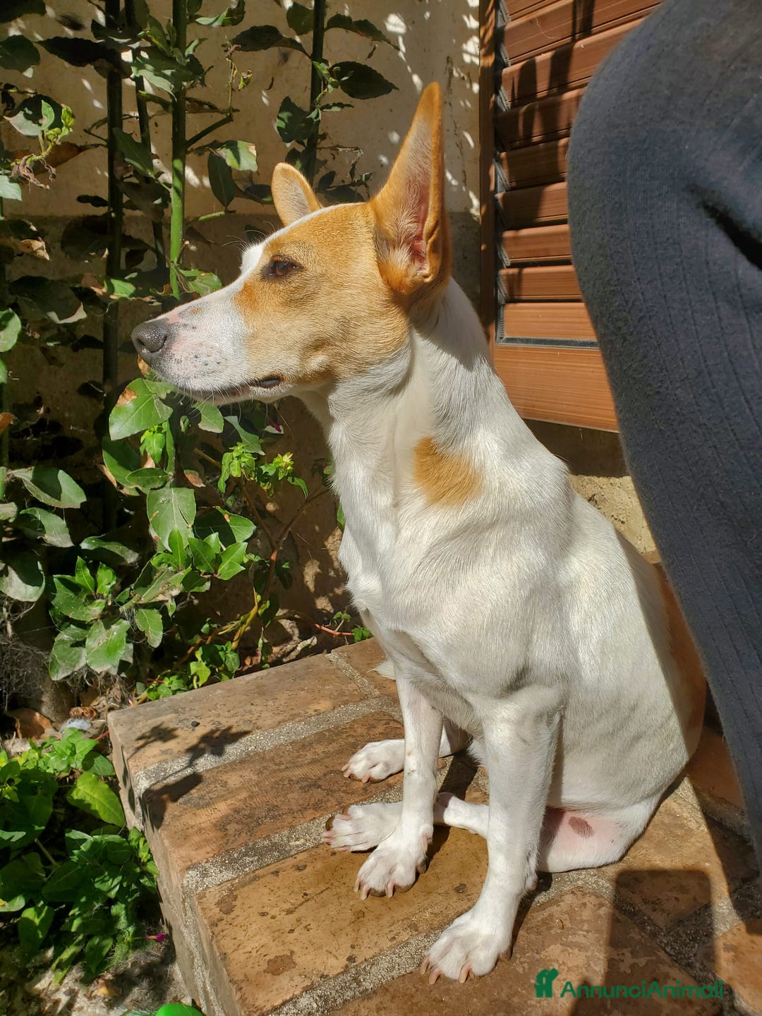 Meticcio cani in regalo: LUNA MIX JACK RUSSEL  - Annuncio 4