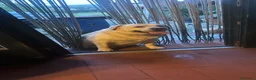 Labrador cani in regalo: Regali 2 Labrador  a Provincia di Pordenone - Annuncio 8