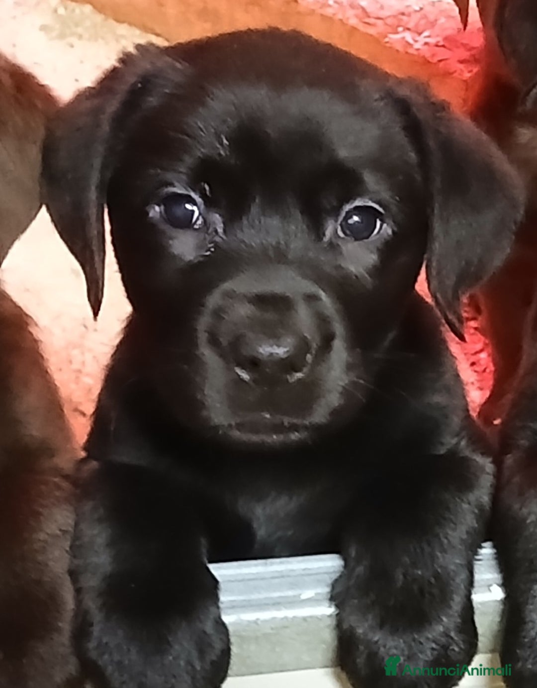 Labrador cani in vendita: Labrador chocolate  neri e miele  a Province of Verona - Immagine 6