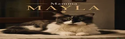 Maine Coon gatti in vendita: Cuccioli Maine Coon XXL con Pedigree ANFI - Annuncio 7