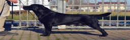 Labrador cani in vendita: Maschio adulto di Labrador Retriever - Annuncio 2