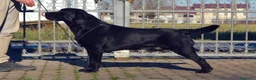Labrador cani in vendita: Maschio adulto di Labrador Retriever - Annuncio 2