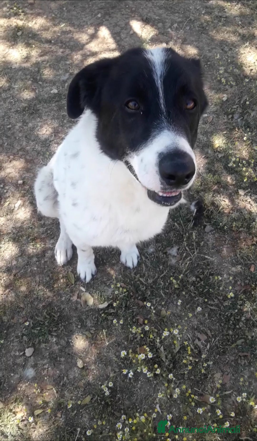 Meticcio cani in regalo: Mask 5/6anni buono aspetta da 2anni.PUGLIA a Città Metropolitana di Milano - Annuncio 1