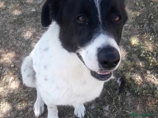 Meticcio cani Mask 5/6anni buono aspetta da 2anni.PUGLIA a Città Metropolitana di Milano - Annuncio 10