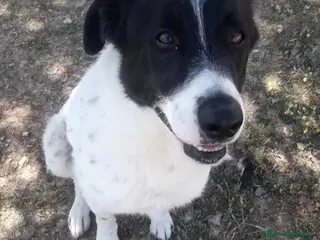 Meticcio cani Mask 5/6anni buono aspetta da 2anni.PUGLIA - Annuncio 18