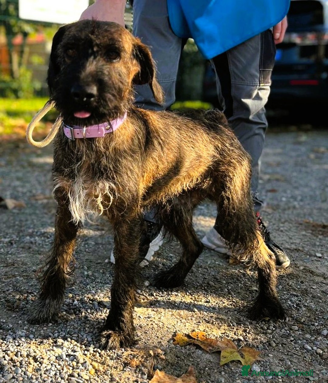 Meticcio cani in regalo: BISCOTTO SEGUGIO MAREMMANO - Annuncio 6