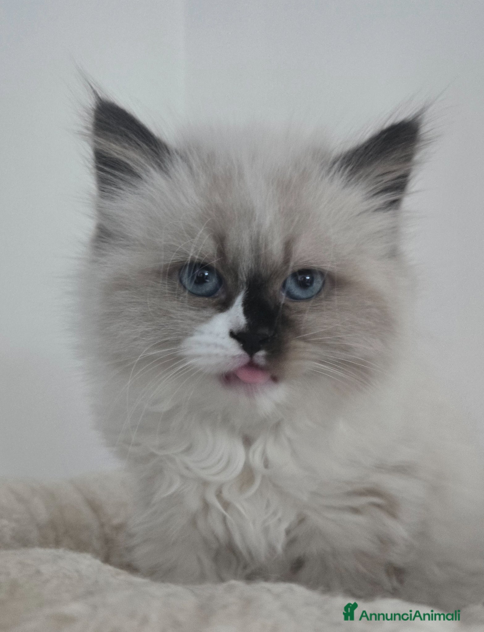 Siberiano gatti Cuccioli Siberiano - Annuncio 2