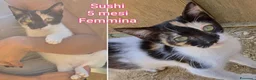 Altre razze gatti in regalo: GATTINI BISOGNOSI IN CERCA D'AMORE  a Città Metropolitana di Bologna - Annuncio 8