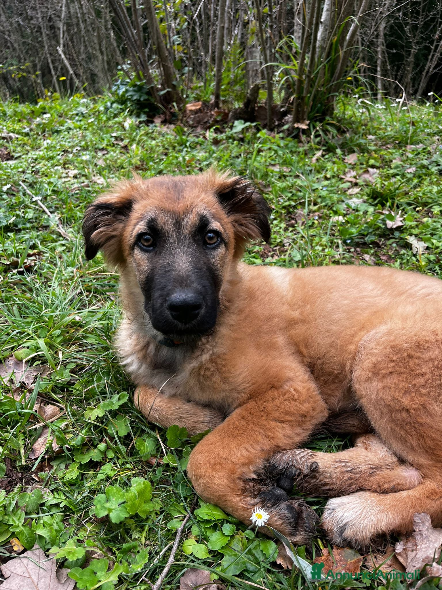 Meticcio cani Vicky cucciola in adozione  a Città Metropolitana di Torino - Annuncio 17
