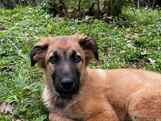 Meticcio cani Vicky cucciola in adozione a Città Metropolitana di Torino - Annuncio 17