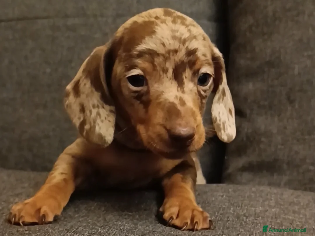 Bassotto cani in vendita: Cuccioli bassotto disponibili.  - Annuncio 12