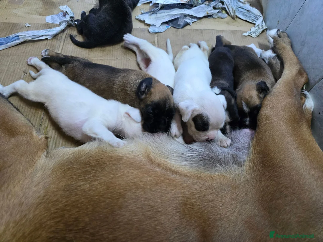Boxer cani in vendita: Cuccioli boxer - Annuncio 4