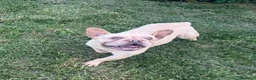 Bulldog Francese cani in vendita: Allevamento affida coppia di Bouledogue Francese - Annuncio 5