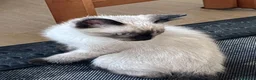 Siamese gatti in vendita: Gattine siamesi - Annuncio 3