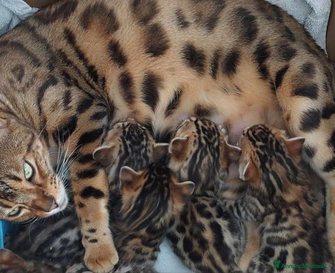 Bengala gatti Bengala  - Annuncio 1