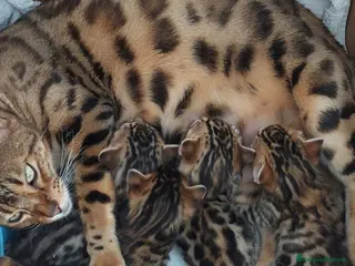 Bengala gatti Bengala - Annuncio 1