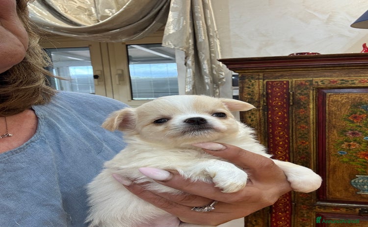 Chihuahua cani a Provincia di Foggia - Annuncio 9