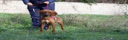 Meticcio cani in regalo: Giordan giovane segugio in adozione  - Annuncio 1