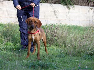 Meticcio cani Giordan giovane segugio in adozione - Annuncio 31
